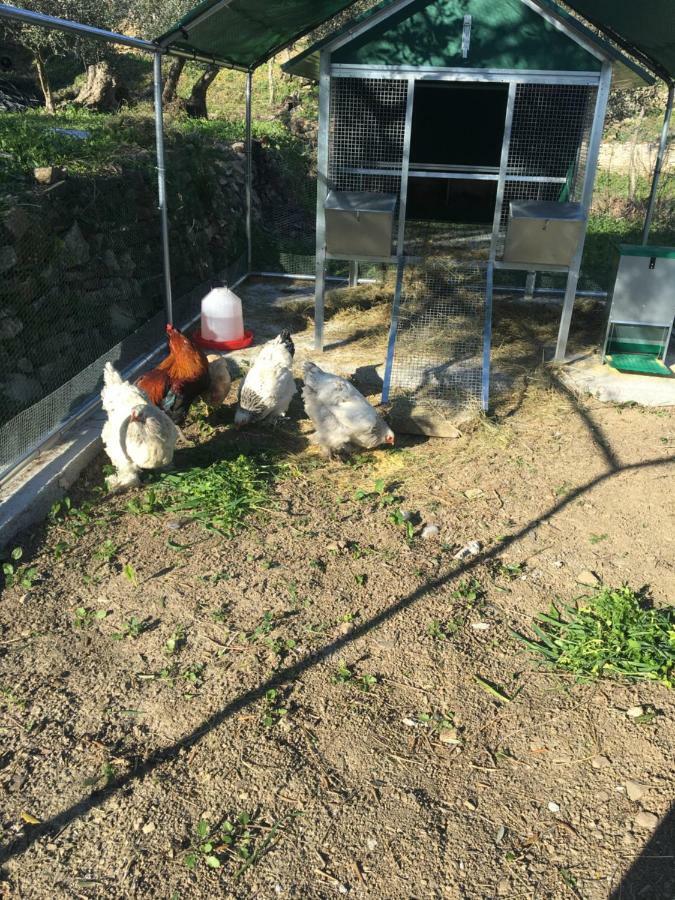Agriturismo Oltrealmare Civezza エクステリア 写真